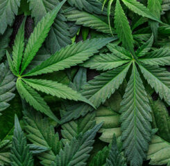 Marijuana Leaf 1200 776