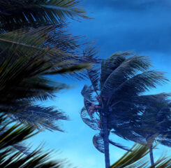 Bad Weather Palm Trees Disaster 1200 776 iStock 1309471243