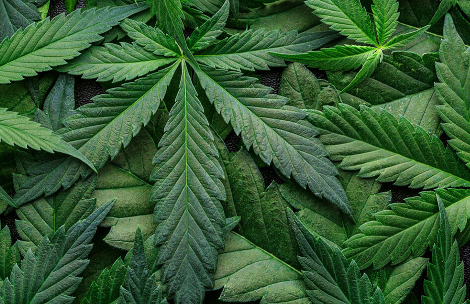 Marijuana Rescheduling: Questions Abound Following Senate DEA Administrator Confirmation